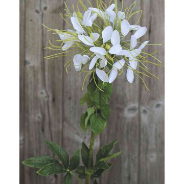 Artificial spider flower HILDEGARD, white, 33"/85cm