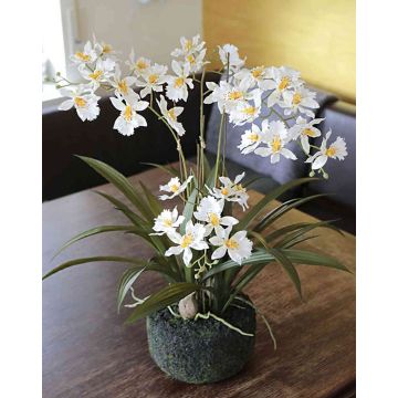 Fake orchid Oncidium AMELINA in soil ball, cream, 20"/50cm