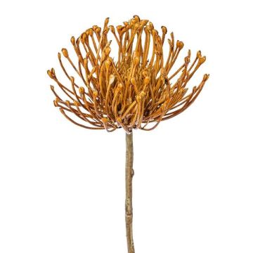 Artificial flower Pincushion protea ZIRMO, orange, 20"/50cm Artificial flower Pincushion protea ZIRMO, orange, 20"/50cm
