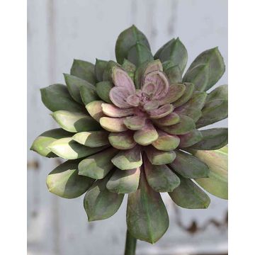 Plastic Echeveria gibbiflora FULVIAN, spike, green-pink, 8"/20cm, Ø5.5"/14cm