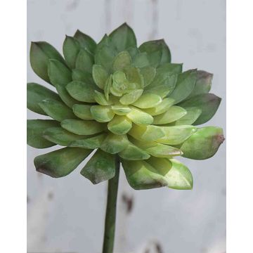 Plastic Echeveria gibbiflora FULVIAN, spike, green, 8"/20cm, Ø5.5"/14cm