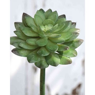 Plastic echeveria gibbiflora FULVIAN, spike, green, 8"/20cm