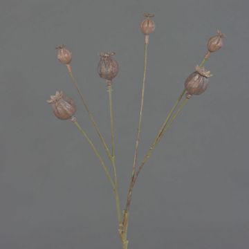 Artificial poppy capsules ASUMAN, brown, 28"/70cm