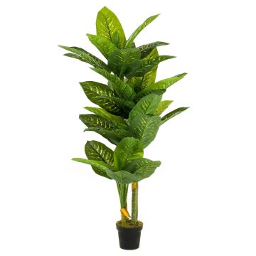 Artificial Dieffenbachia SARIEGO, green, 6ft/175cm