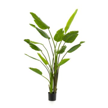 Artificial Strelitzia BEDAR, green, 6ft/180cm