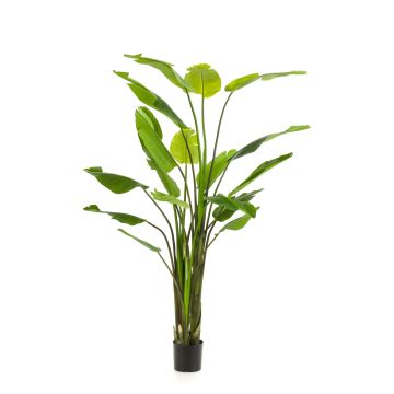 Artificial Strelitzia BEDAR, green, 8ft/235cm