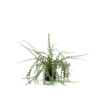 Plastic Fishbone cactus BERJA, green, 20"/50cm
