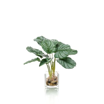 Artificial Calathea Orbifolia AGINA in glass pot, green-white, 16"/40 cm