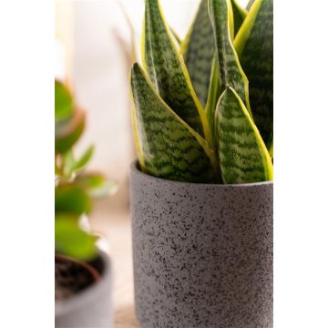 Planter ARAYA, ceramic, speckled, black, 6"/15cm, Ø6"/15cm