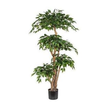 Artificial tree Ficus benjamina WALNUTA, natural stems, 6ft/170cm
