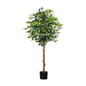 Decorative tree Ficus benjamina ONIN, natural stems, 6ft/180cm