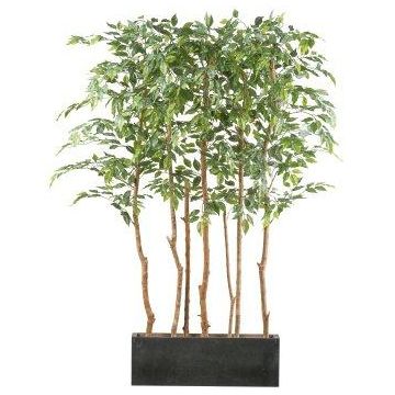 Artificial tree Ficus benjamina, room divider ALSEE in wooden box, natural stems, 4ftx24"x5ft/120x60x160cm Artificial tree Ficus benjamina, room divider ALSEE in wooden box, natural stems, 4ftx24"x5ft/120x60x160cm