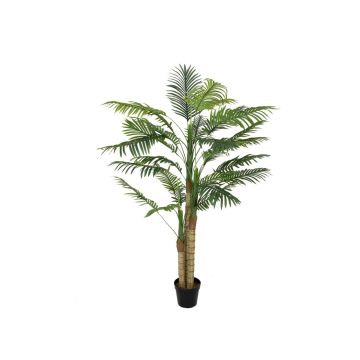 False Dypsis lutescens CATHERINE, 5ft/150cm