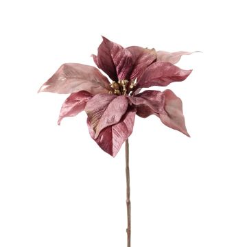 Velvet poinsettia SHEBA, dusky pink, 22"/55cm, Ø9.1"/23cm