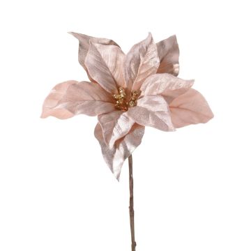 Velvet poinsettia SHEBA, beige-pink, 22"/55cm, Ø9.1"/23cm