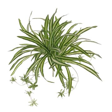 Fake spider plant DEMIAN on spike, green-white, 20"/50cm