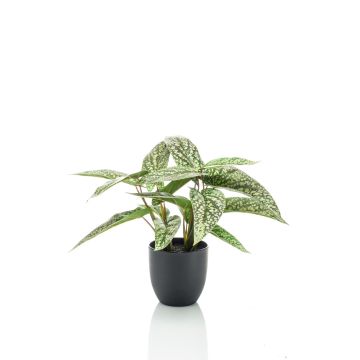 Artificial Calathea Rufibarba VAIDA in decorative pot, green-white, 16"/40cm