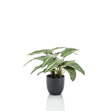 Artificial Calathea Zebrina VAIDA in decorative pot, green-white, 16"/40cm