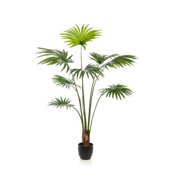 Artificial palm Livistona rotundifolia FAVIOLA in decorative pot, 5ft/160cm