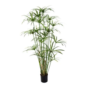 Artificial plant Papyrus ALBY, green, 5ft/155cm
