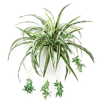 Artificial spider plant KOCHAB, on spike, green-white, 24"/60cm