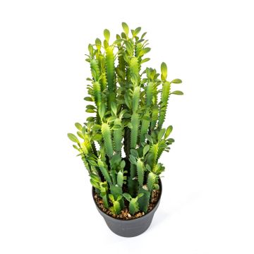Artificial Euphorbia trigona KAROLIINA, green, 26"/65cm