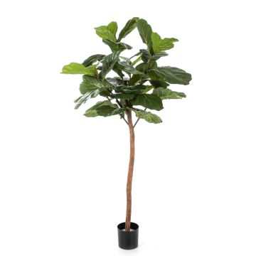 Fake Ficus Lyrata ADERITO, real stem, green, 6ft/170cm