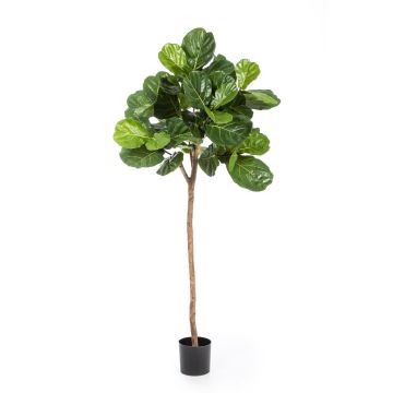 Fake Ficus Lyrata ADERITO, real stem, green, 7ft/200cm