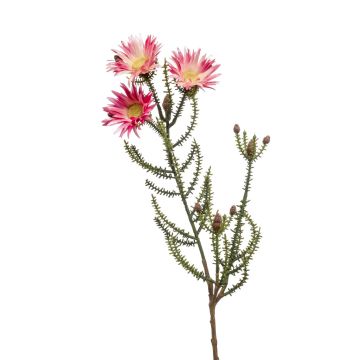 Artificial cape strawflower BEYA, pink-yellow, 24"/60 cm