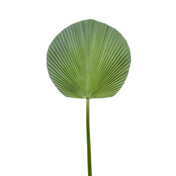 Artificial Licuala palm frond VUYO, 3ft/90cm