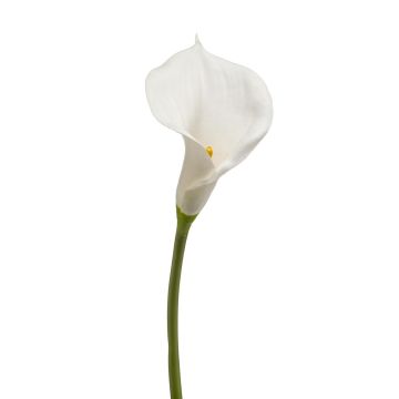 Calla lily silk flower DAISCHI, white, 28"/70 cm