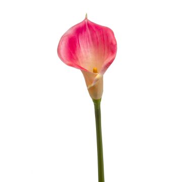 Calla lily silk flower DAISCHI, pink-cream, 28"/70 cm