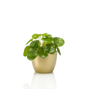 Artificial chinese money plant SYBIL in ceramic pot gold, green, 5"/13cm