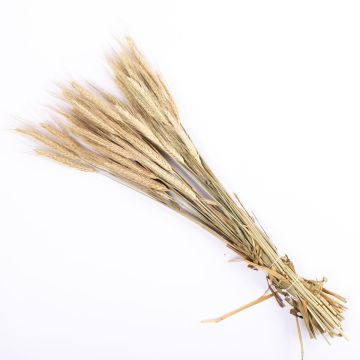 Dried branches Bunch of barley ears CIPRIANO, natural colour, 24"/60cm