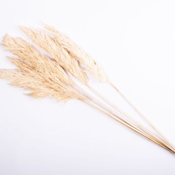 Dried grass Bunch of reed panicles ALESSANDRO, bleached, 30"/75cm