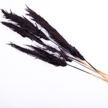 Dried grass Bunch of reed panicles ALESSANDRO, black, 30"/75cm