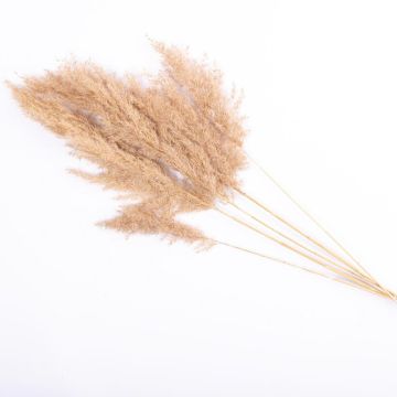 Dried grass Bunch of reed panicles ALESSANDRO, natural colour, 30"/75cm