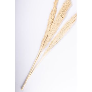 Bundle of reed panicles ELEONORA, dried, bleached, 4ft/115cm