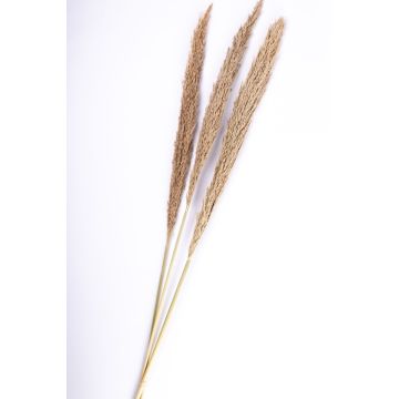 Bundle of reed panicles ELEONORA, dried, natural colour, 4ft/115cm