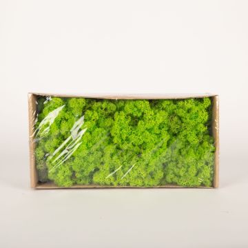 Genuine Icelandic moss SVEINBJÖRN, apple green, 500g