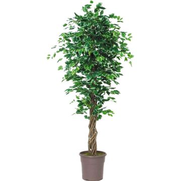 Artificial Ficus Benjamina EDILIO, real stems, green-white, 6ft/175cm - Made in Italy
