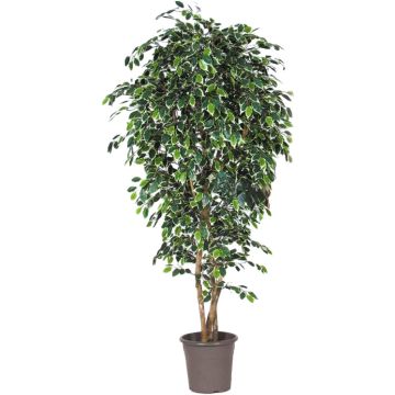 Artificial weeping fig LUDGARDIS, natural stems, green-white, 4ft/125cm - Made in Italy