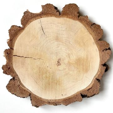 Birch wooden disc MORGANIE, natural, Ø11"-13"/28-32cm