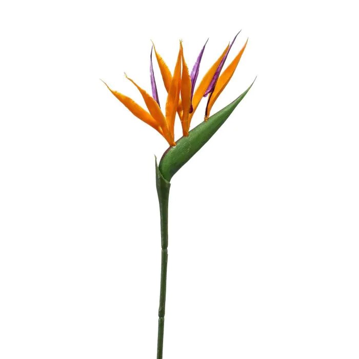 Strelitzia