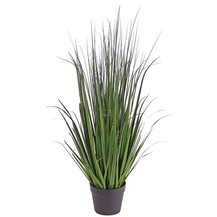 Sedge grass