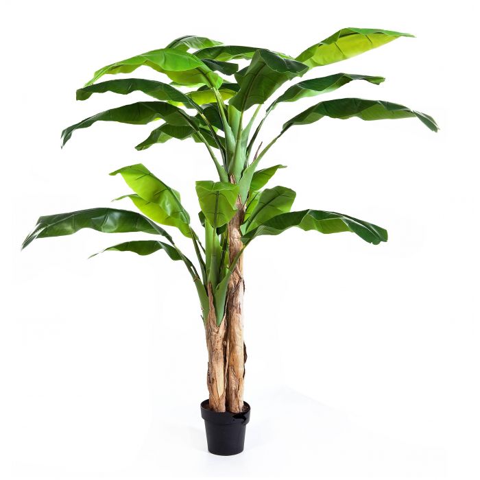 Banana palm