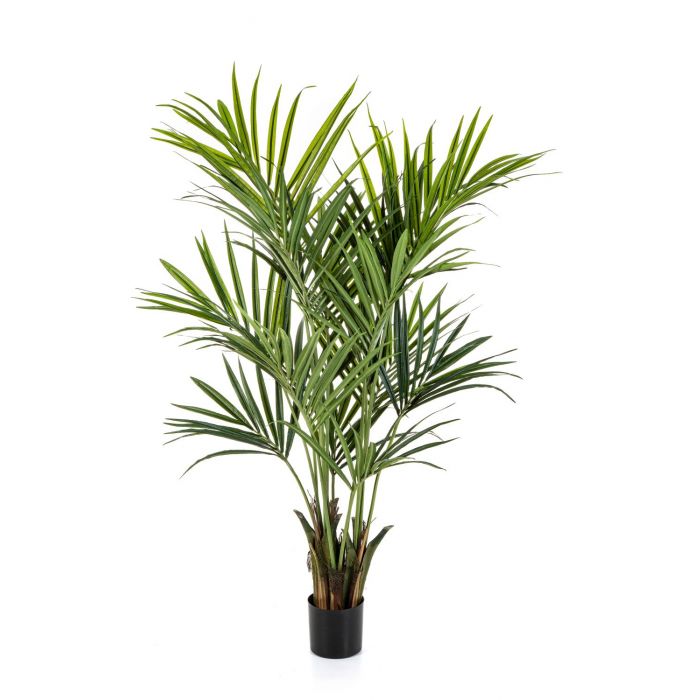 Kentia palm