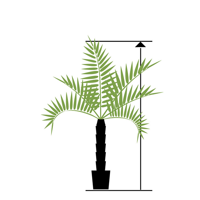 Large palms from 200 cm