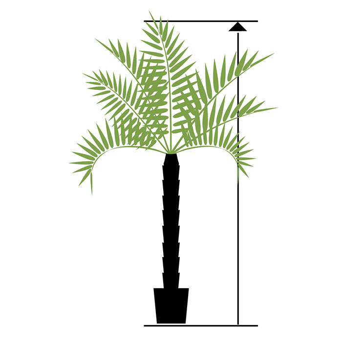Artificial palms from 300 cm