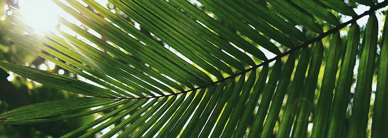 Artificial palm leaves